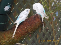 Unique white and blue birds